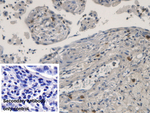 RNASE3 Antibody in Immunohistochemistry (Paraffin) (IHC (P))