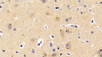 LC3A Antibody in Immunohistochemistry (Paraffin) (IHC (P))