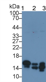 LC3A Antibody in Western Blot (WB)