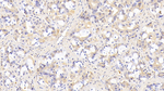 SIRT3 Monoclonal Antibody (C2)