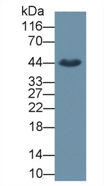 SIRT3 Antibody in Western Blot (WB)