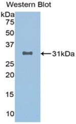 SIRT3 Antibody in Western Blot (WB)