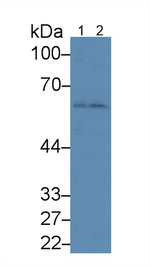 Angiopoietin 1 Monoclonal Antibody (9#)