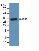 BDNF Antibody in Western Blot (WB)