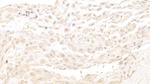 PRG2 Antibody in Immunohistochemistry (Paraffin) (IHC (P))