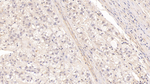 PRG2 Monoclonal Antibody (C4)