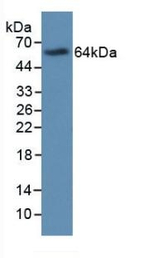 PRG2 Antibody in Western Blot (WB)
