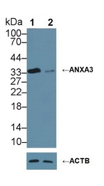 Annexin A3 Antibody in Western Blot (WB)