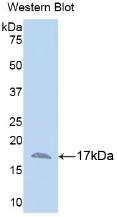 Annexin A3 Antibody in Western Blot (WB)