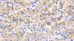 mTOR Monoclonal Antibody (D7)