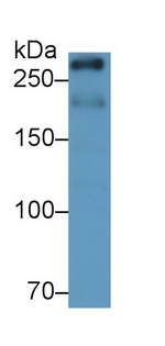 mTOR Antibody in Western Blot (WB)