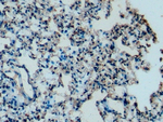 Apolipoprotein C1 Antibody in Immunohistochemistry (Paraffin) (IHC (P))
