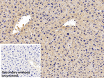 Apolipoprotein C1 Antibody in Immunohistochemistry (Paraffin) (IHC (P))