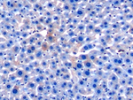Apolipoprotein C1 Antibody in Immunohistochemistry (Paraffin) (IHC (P))
