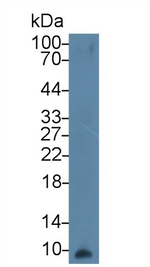 Apolipoprotein C1 Antibody in Western Blot (WB)