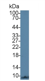 Apolipoprotein C1 Antibody in Western Blot (WB)