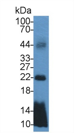 Apolipoprotein C1 Antibody in Western Blot (WB)