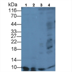 Apolipoprotein C1 Antibody in Western Blot (WB)