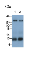 Apolipoprotein C1 Antibody in Western Blot (WB)