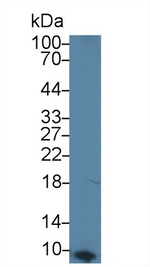 Apolipoprotein C1 Antibody in Western Blot (WB)