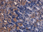 Somatostatin Antibody in Immunohistochemistry (Paraffin) (IHC (P))