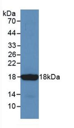 Somatostatin Antibody in Western Blot (WB)