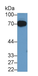 SERPINF2 Antibody in Western Blot (WB)