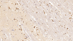 Tenascin C Monoclonal Antibody (C4)