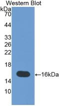 Tenascin C Antibody in Western Blot (WB)