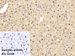 FABP1 Antibody in Immunohistochemistry (Paraffin) (IHC (P))