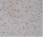 CCK Antibody in Immunohistochemistry (Paraffin) (IHC (P))
