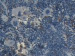 Ferritin Heavy Chain Antibody in Immunohistochemistry (Paraffin) (IHC (P))