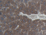 Ferritin Heavy Chain Antibody in Immunohistochemistry (Paraffin) (IHC (P))