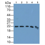 Ferritin Heavy Chain Antibody in Western Blot (WB)