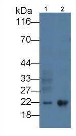 Ferritin Heavy Chain Antibody in Western Blot (WB)