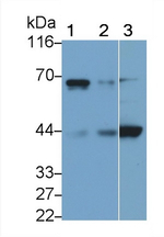 SEPP1 Antibody in Western Blot (WB)