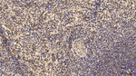 CD3 Antibody in Immunohistochemistry (Paraffin) (IHC (P))