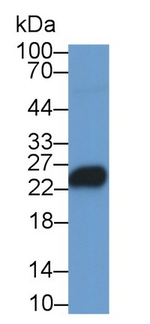 CD3 Antibody in Western Blot (WB)