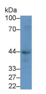 SIGLEC8 Monoclonal Antibody (D3)