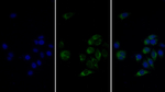 FABP3 Monoclonal Antibody (C5)