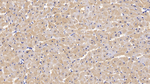 FABP3 Antibody in Immunohistochemistry (Paraffin) (IHC (P))