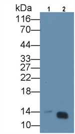 FABP3 Antibody in Western Blot (WB)