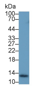 Thioredoxin 1 Antibody in Western Blot (WB)