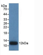 IL8 Antibody in Western Blot (WB)
