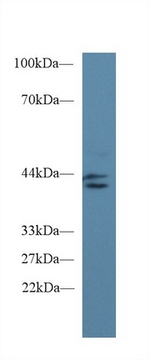 IDO1 Antibody in Western Blot (WB)