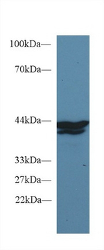 IDO1 Antibody in Western Blot (WB)