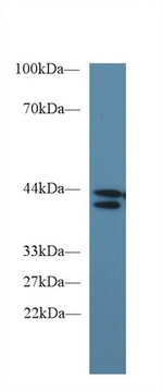 IDO1 Antibody in Western Blot (WB)