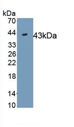 IDO1 Antibody in Western Blot (WB)