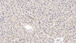 WNT4 Antibody in Immunohistochemistry (Paraffin) (IHC (P))