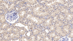 WNT4 Antibody in Immunohistochemistry (Paraffin) (IHC (P))